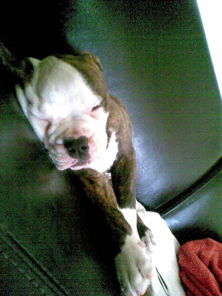 Amerikansk bulldog Burner billede 20