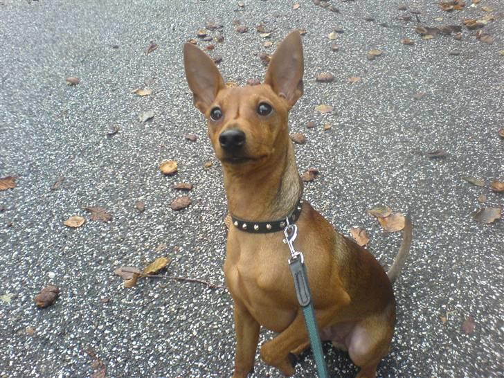 Dvaergpinscher Junior billede 15