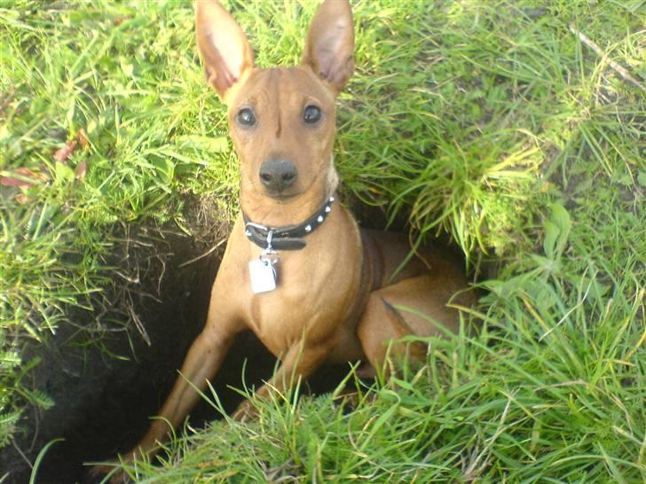 Dvaergpinscher Junior billede 16