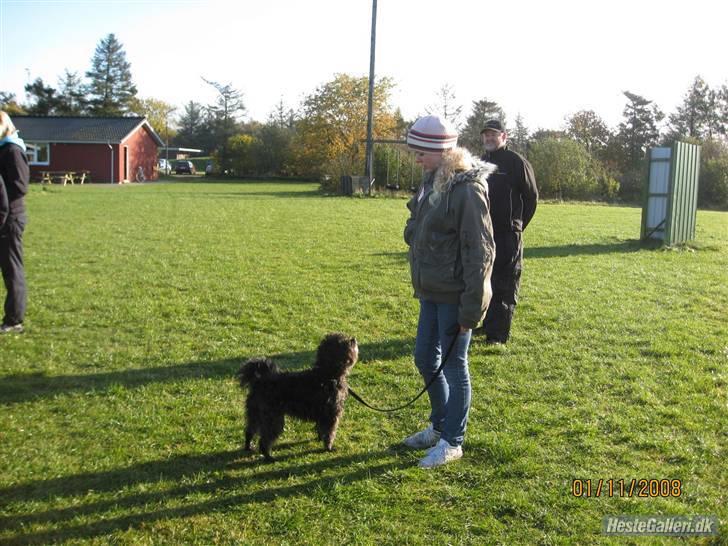 Blanding af racer Molly :P billede 15