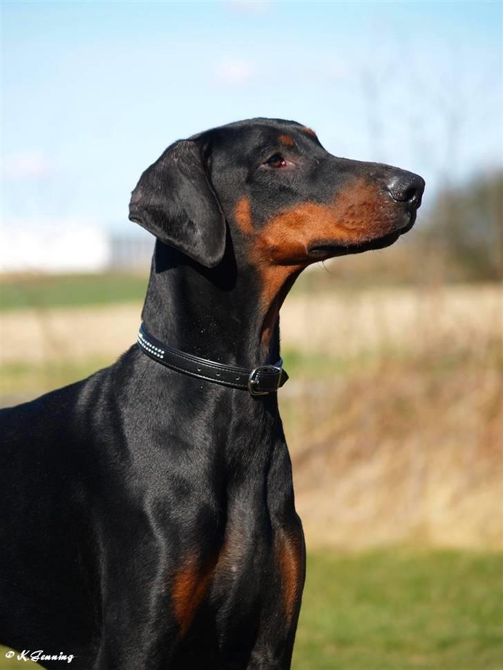 Dobermann Proud Danish Aramis billede 1