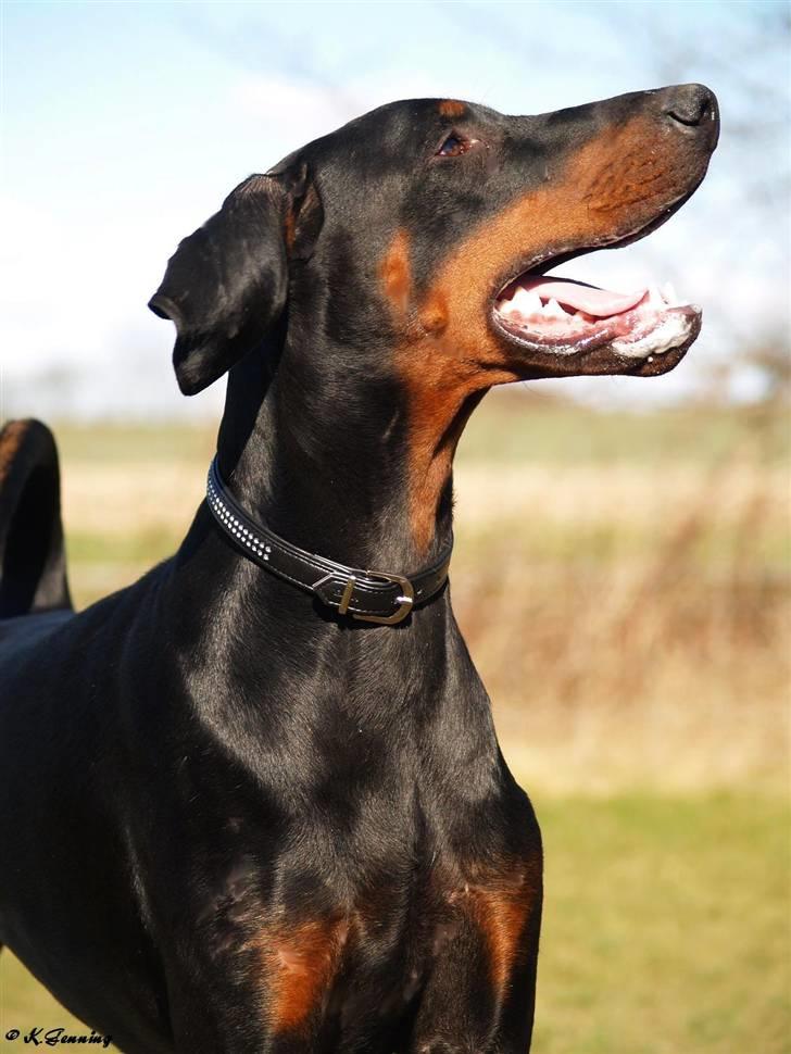 Dobermann Proud Danish Aramis billede 2