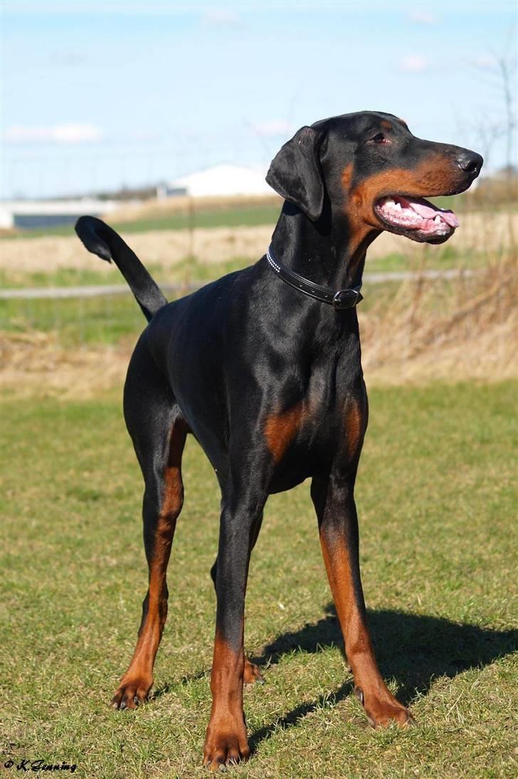 Dobermann Proud Danish Aramis billede 3