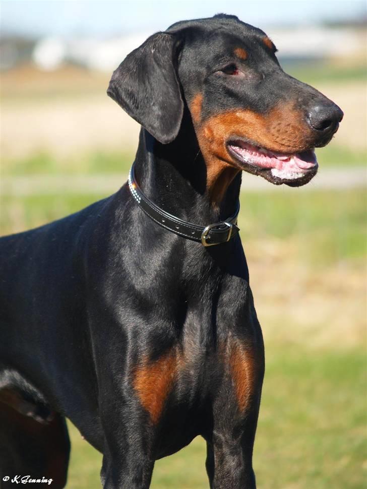 Dobermann Proud Danish Aramis billede 4
