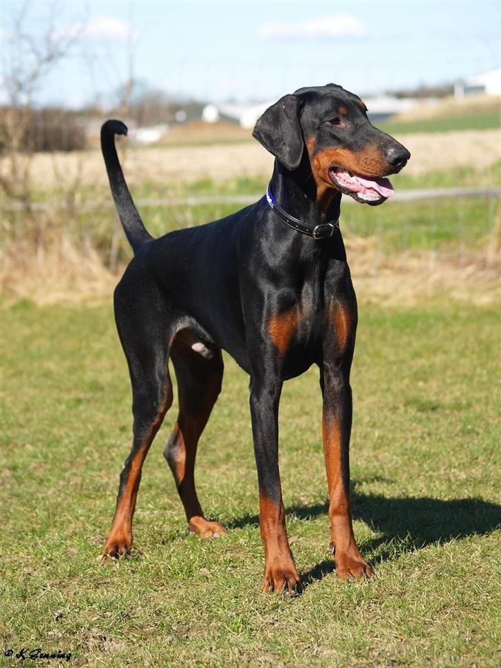 Dobermann Proud Danish Aramis billede 5