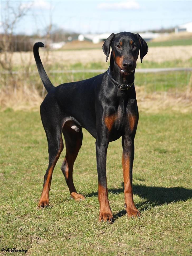 Dobermann Proud Danish Aramis billede 6