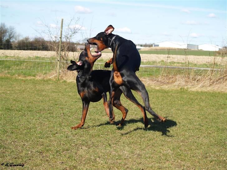 Dobermann Proud Danish Aramis billede 7