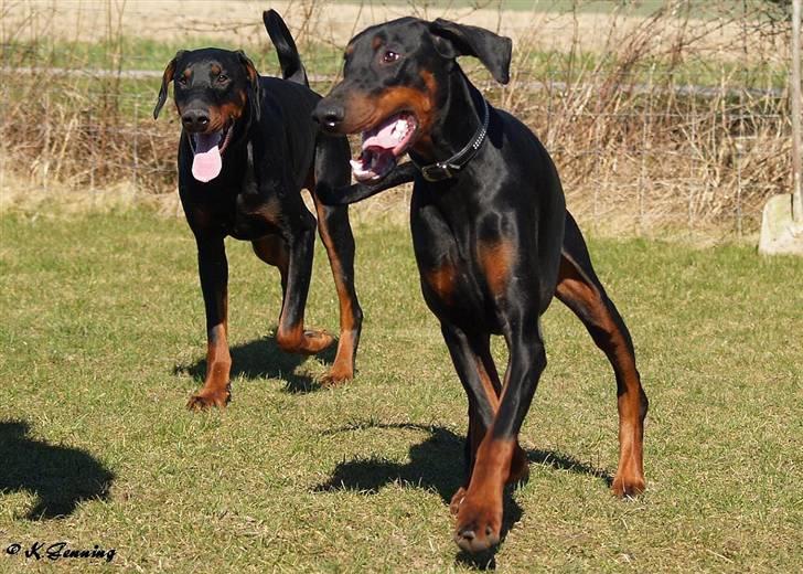Dobermann Proud Danish Aramis billede 8