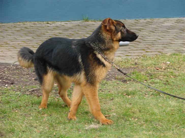 Schæferhund Plys' Bianca ( Solgt ) billede 12