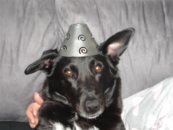 Blanding af racer Molli billede 1