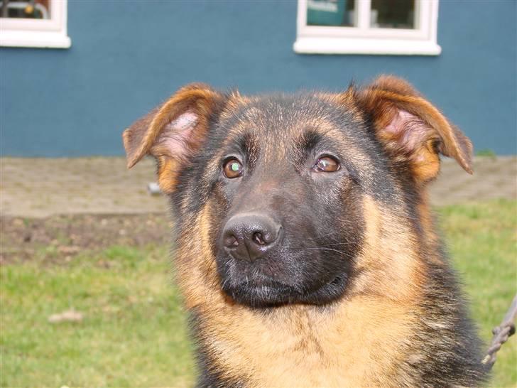 Schæferhund Plys' Bianca ( Solgt ) billede 13