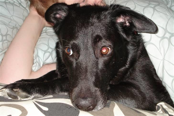 Blanding af racer Molli billede 2