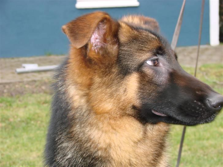 Schæferhund Plys' Bianca ( Solgt ) billede 14