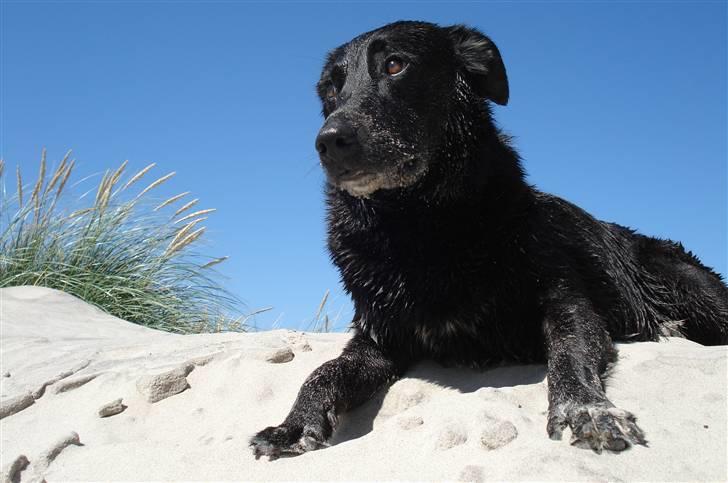 Blanding af racer Molli billede 4