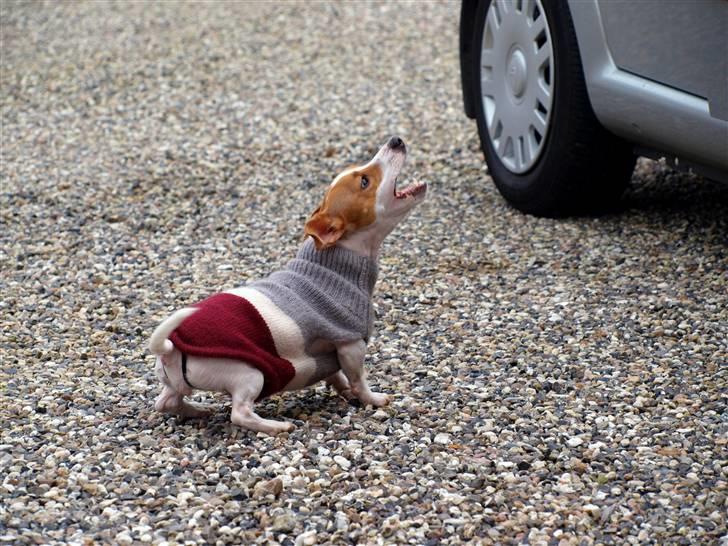 Jack russell terrier » Haldumlunds My Shela « - VOOOOOV! ADVARSEL! VOOOOOOV billede 20