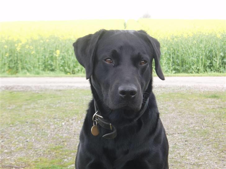 Labrador retriever Engtoftes Thor - THOR CHRISTENSEN <3 med glimt i øjet .. billede 1