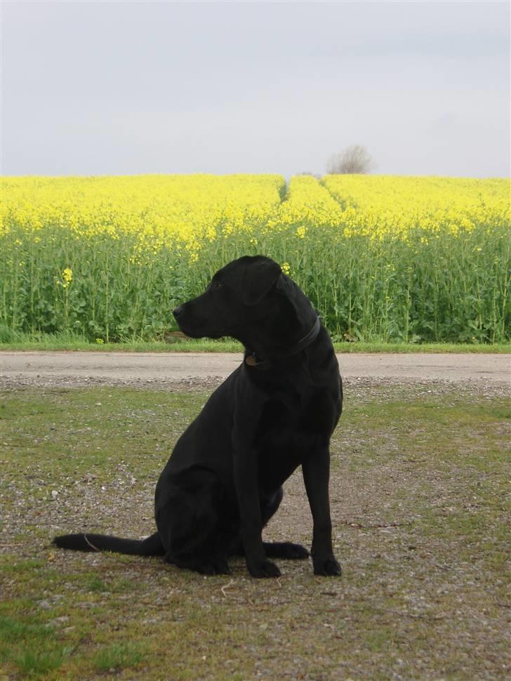 Labrador retriever Engtoftes Thor - Thor kigger til siden. ;) billede 2