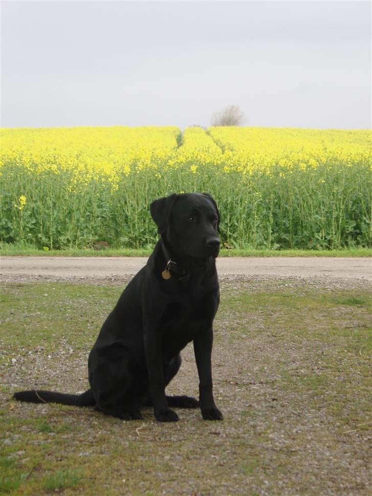 Labrador retriever Engtoftes Thor - Er han ikk dejlig ?  billede 3
