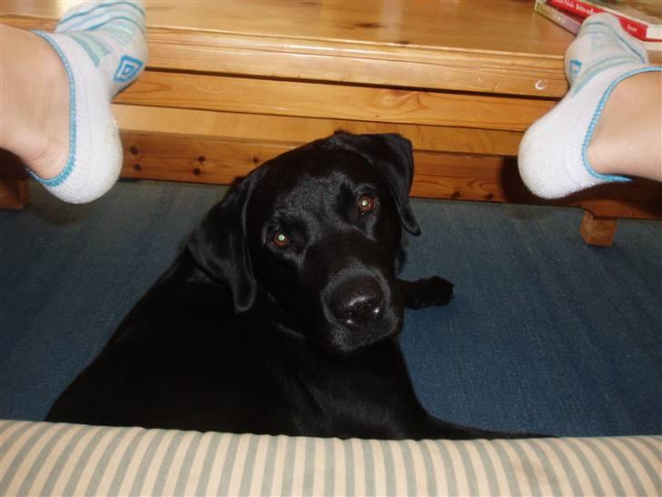 Labrador retriever Engtoftes Thor - hehe. thor der kigger. mig der tager billede :D billede 4
