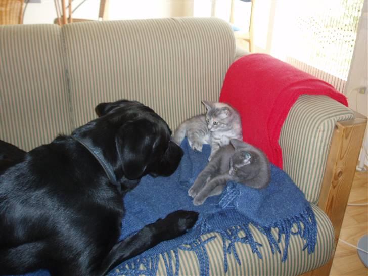 Labrador retriever Engtoftes Thor - Thor der kigger på mine 2 små missere ;) billede 5