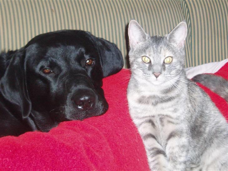 Labrador retriever Engtoftes Thor - ELSKER det billede ! :D det så kært <3 billede 6