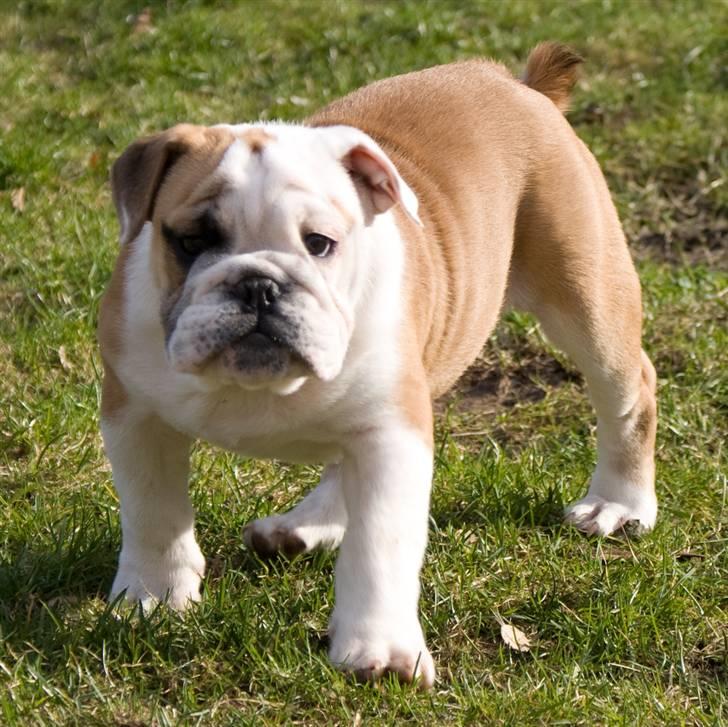 Engelsk bulldog Gunnar Larsen - VELKOMMEN TiiiiiiL BEEEEEBsers Proooofiiil..........  billede 1