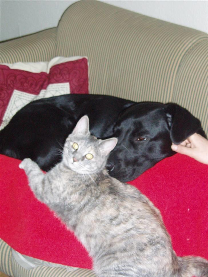 Labrador retriever Engtoftes Thor billede 7