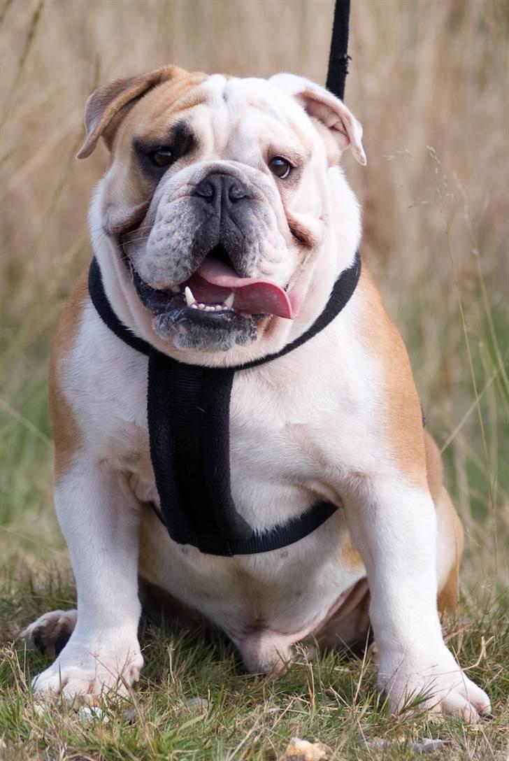 Engelsk bulldog Gunnar Larsen - *Sep. 09* Næsten voksne Gunnar.... billede 2