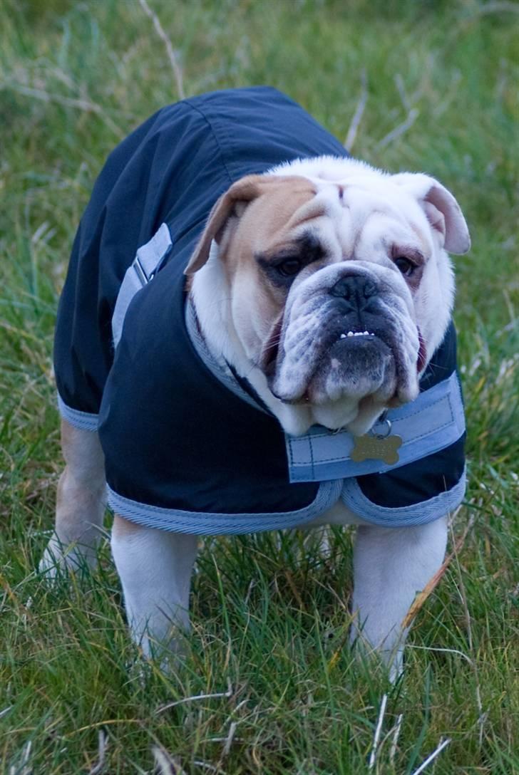 Engelsk bulldog Gunnar Larsen - Med Masta dækken... :) billede 3
