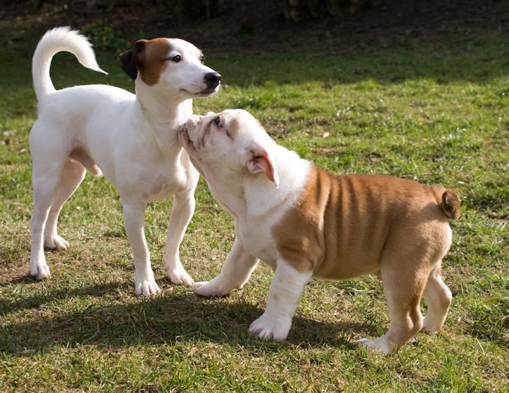 Engelsk bulldog Gunnar Larsen - Leg med mig, leg med mig..... Kom nu sure..... Weee..... billede 4