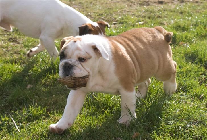 Engelsk bulldog Gunnar Larsen - Pind er GOOOODT....... billede 5