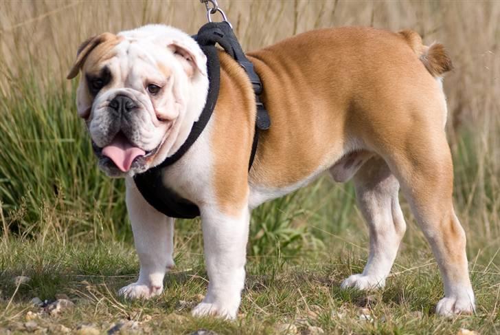 Engelsk bulldog Gunnar Larsen - *Sep. 09* billede 6