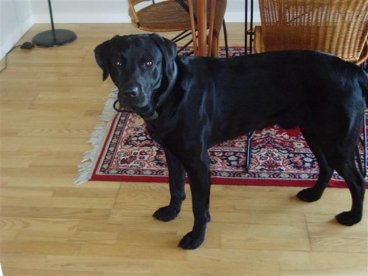 Labrador retriever Engtoftes Thor - bobi <3 billede 8