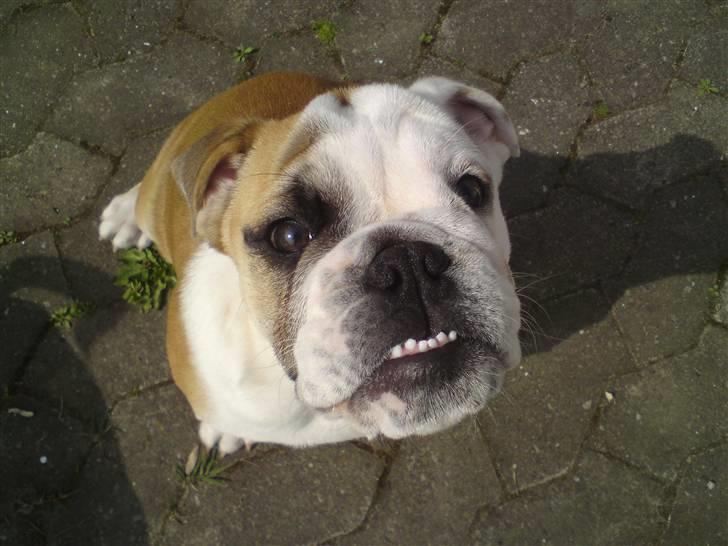 Engelsk bulldog Gunnar Larsen - Maj 09..... Han er i bedring igen..... billede 7