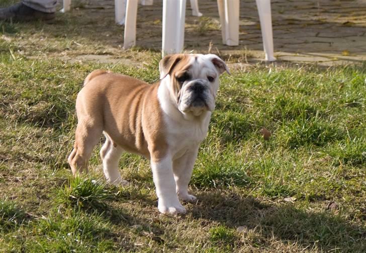 Engelsk bulldog Gunnar Larsen - SÅÅÅ LÆKKERRRR............... billede 8