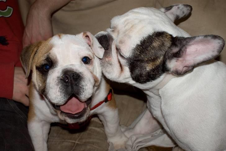 Engelsk bulldog Gunnar Larsen - Får lige et bad af storebror....... :D billede 10