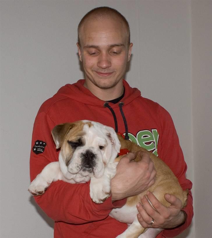 Engelsk bulldog Gunnar Larsen - Gunnar og den stolte far....... billede 11