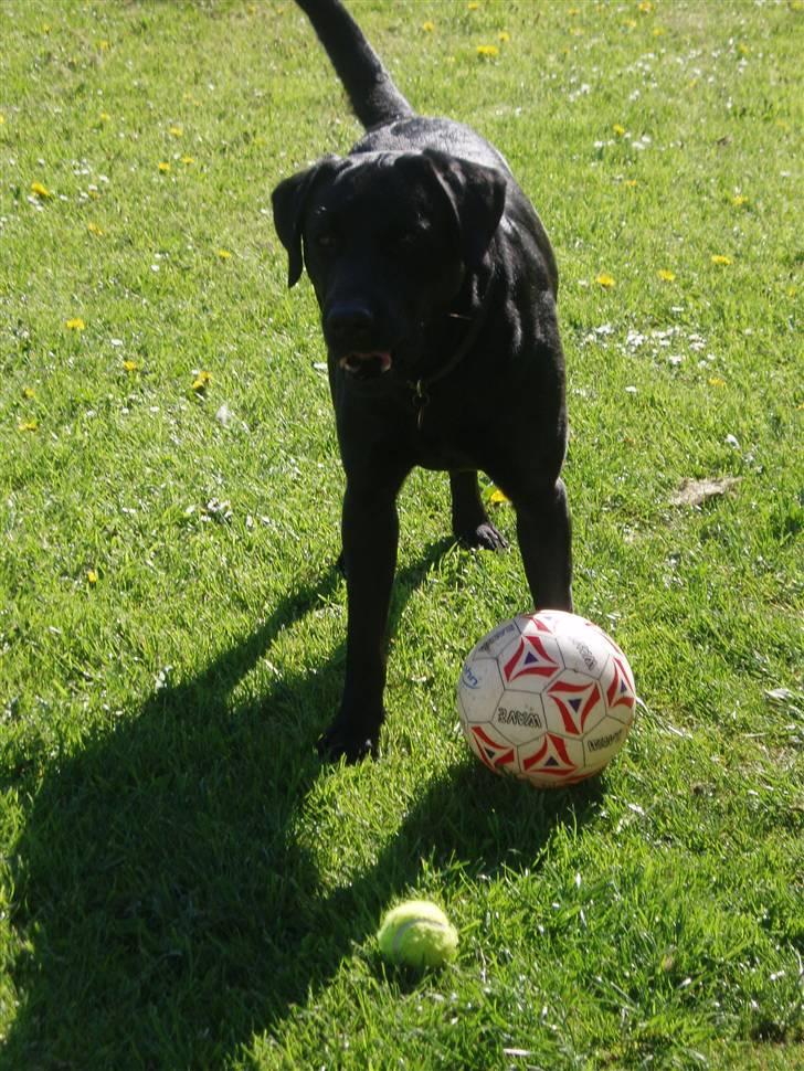 Labrador retriever Engtoftes Thor - Thor med sin lille bold :) billede 9