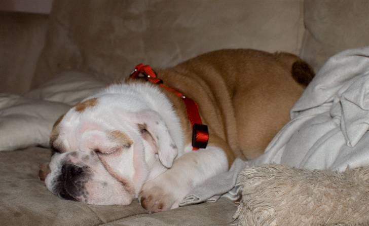 Engelsk bulldog Gunnar Larsen - ZZZZzzzZZzzZZzzzzzzzzzzzzzz...... billede 12