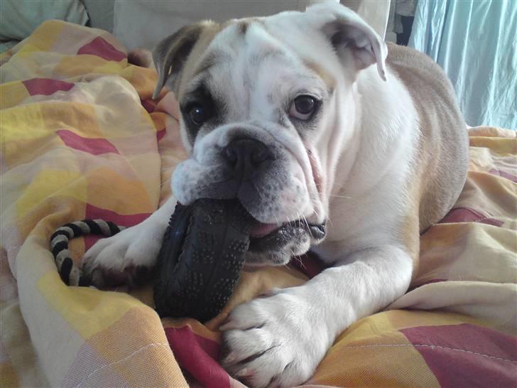 Engelsk bulldog Gunnar Larsen - Leger med yndlings legetøj...... Juni 09...... billede 13