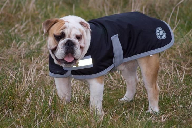 Engelsk bulldog Gunnar Larsen - Gunnar = Hottie..... billede 14