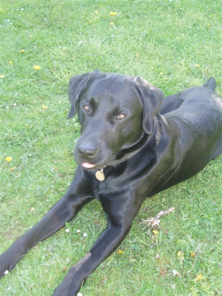 Labrador retriever Engtoftes Thor - Thor rekker tunge ? ;& billede 10