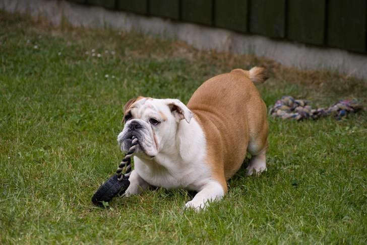 Engelsk bulldog Gunnar Larsen - Gunnar leger ved sommerhuset..... Juni 09..... billede 15