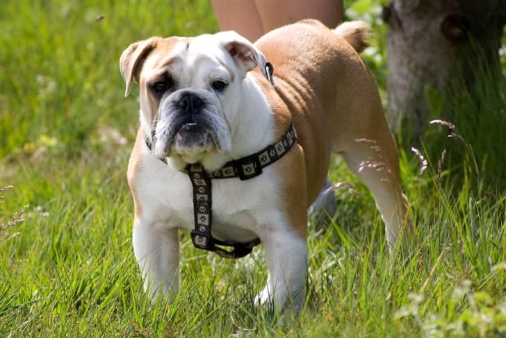 Engelsk bulldog Gunnar Larsen - Gunnar ved Pølmose..... Juni 09..... billede 16