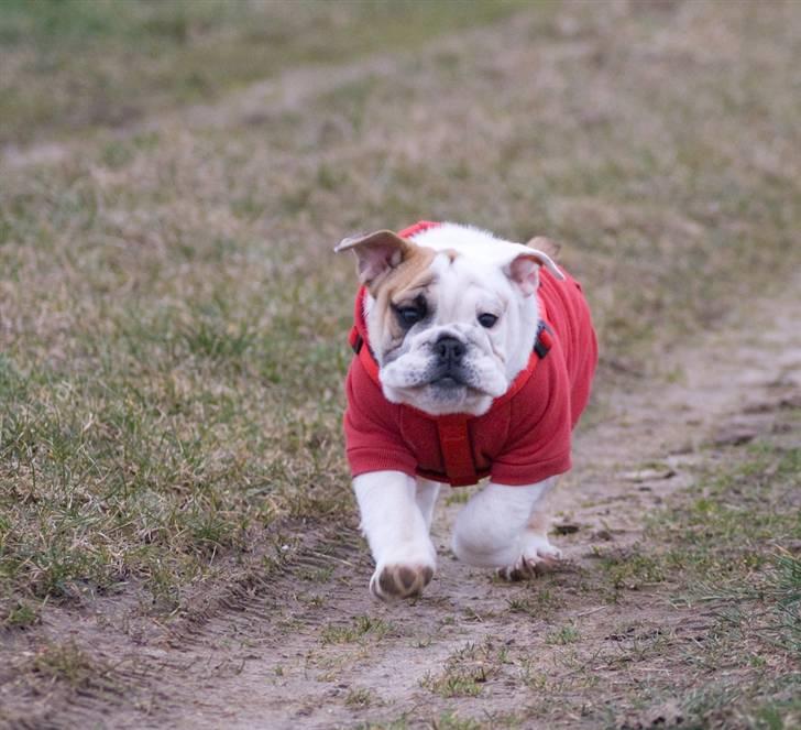 Engelsk bulldog Gunnar Larsen - JEG KOMMER NUUUU..... Moar og faar.....  billede 18