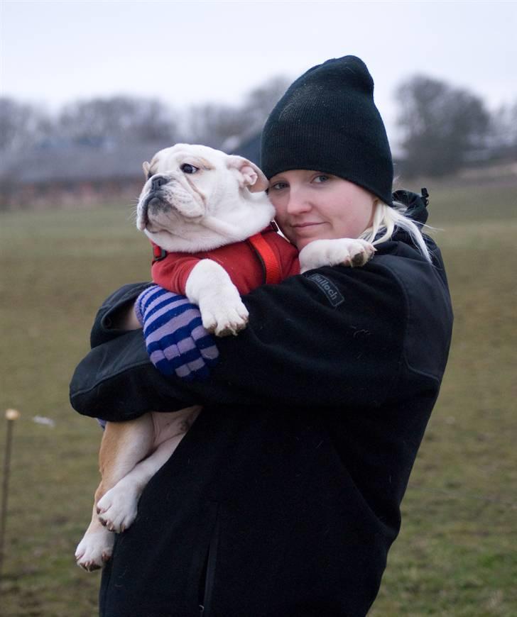 Engelsk bulldog Gunnar Larsen - Gider IKK blive løftet MOOaarr...... billede 19