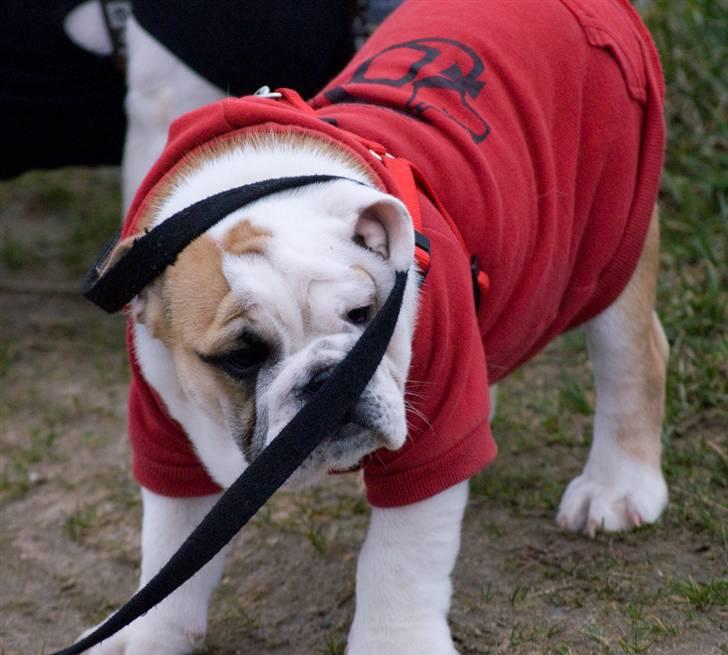 Engelsk bulldog Gunnar Larsen - Hov hva skete der her..... Hey hey i må ikk gå... Snøft....... billede 20
