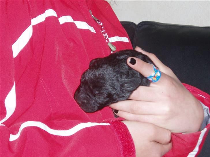 Labrador retriever Engtoftes Thor - Thor som næsten nyfødt. billede 11