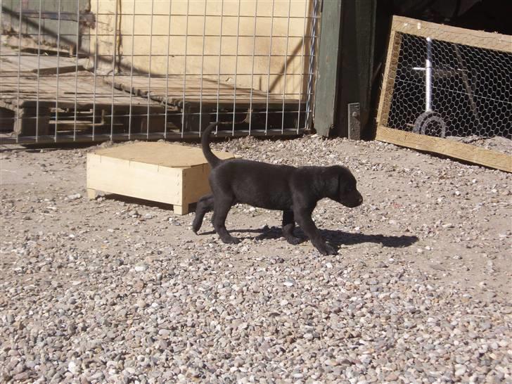Labrador retriever Engtoftes Thor - thor som hvalp! nurh<3 billede 12