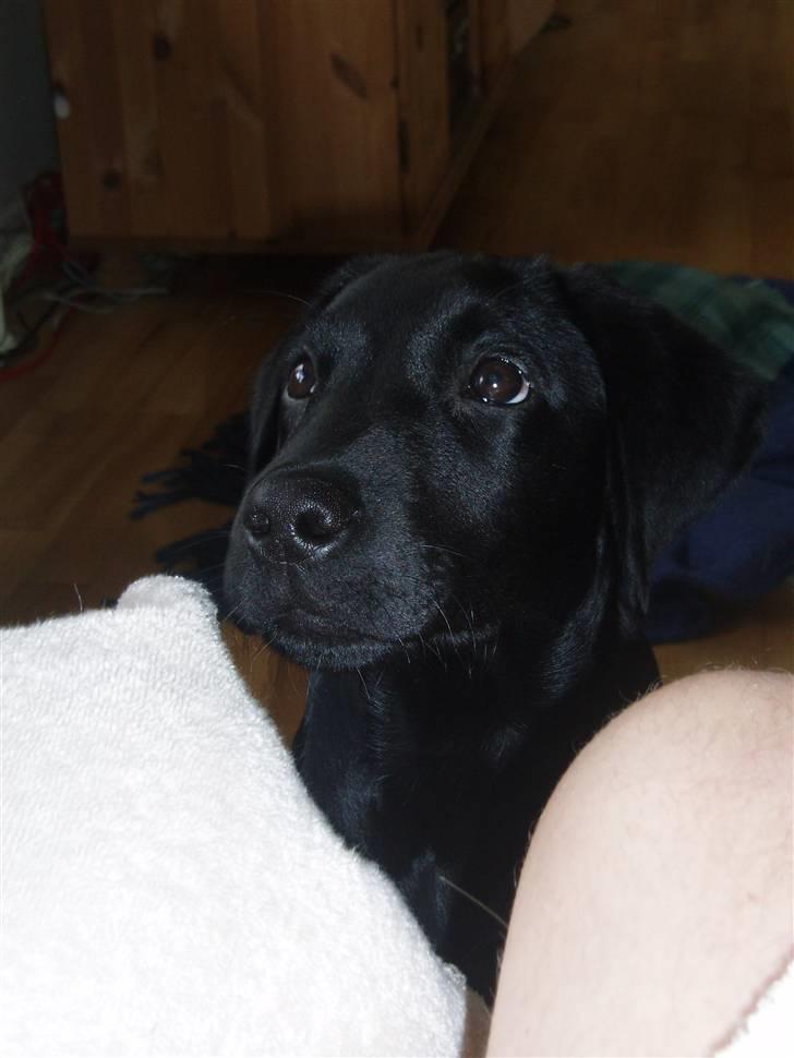Labrador retriever Engtoftes Thor - Baby thor <3 billede 13